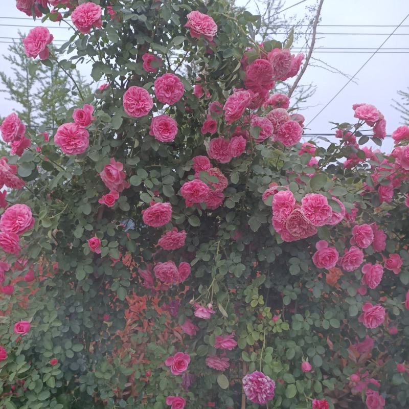 月季精品欧月藤本国月盆栽地栽工程绿化苗观花植物死苗包陪