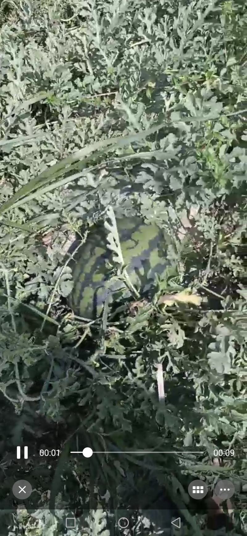 盈江甜王西瓜，产地直发，货源充足稳定，欢迎看货选购