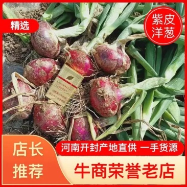 精品洋葱全国大量发货产地直销欢迎全国老板考察看货