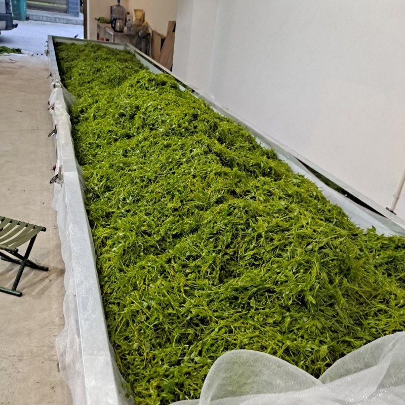 莓茶藤茶，农家自产自销，品质保证，味道香浓