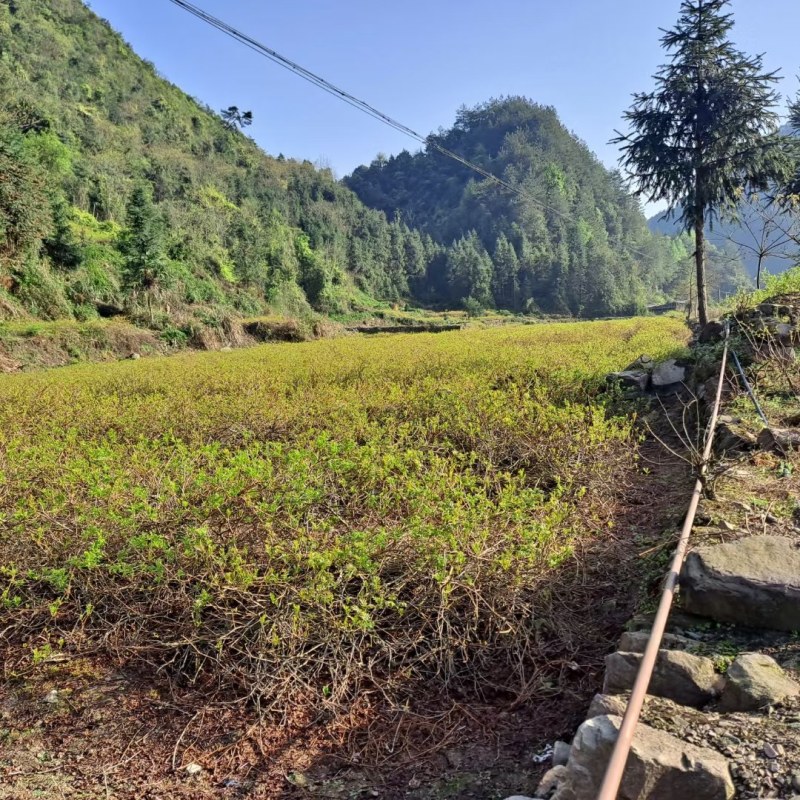 莓茶藤茶，农家自产自销，品质保证，味道香浓