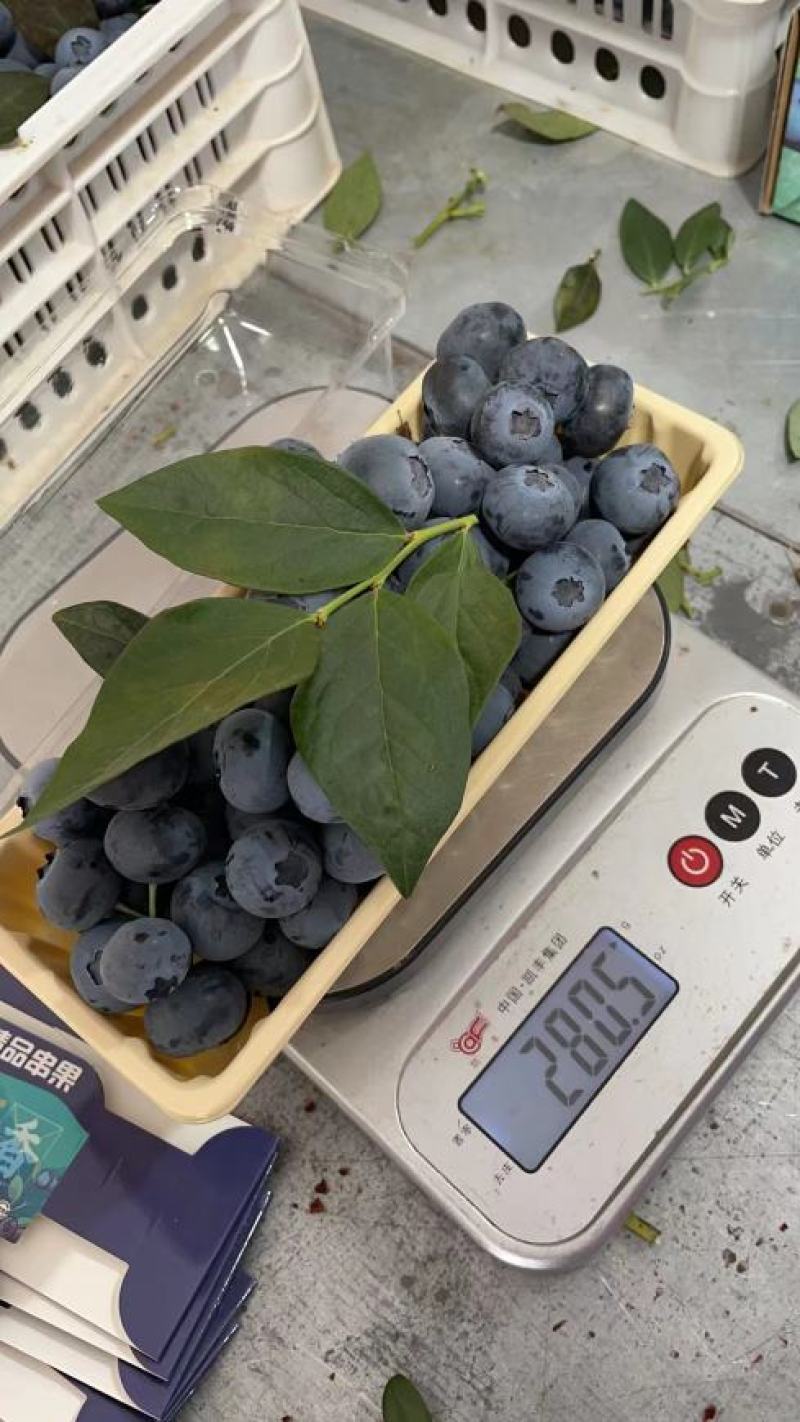 【品质优选】蓝莓莱克西蓝莓质量好品质高产地直发保证质量
