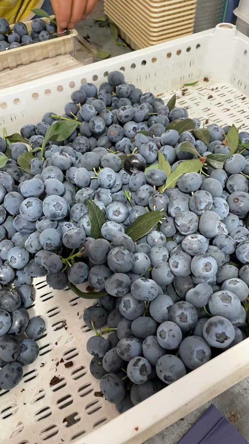 【品质优选】蓝莓莱克西蓝莓质量好品质高产地直发保证质量