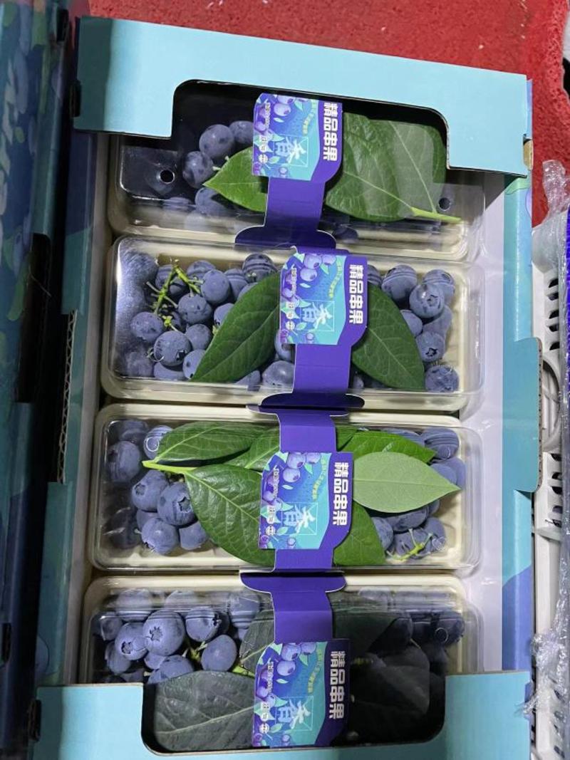 山东串果蓝莓、莱克西蓝莓，质量好品质高产地直发保证质量