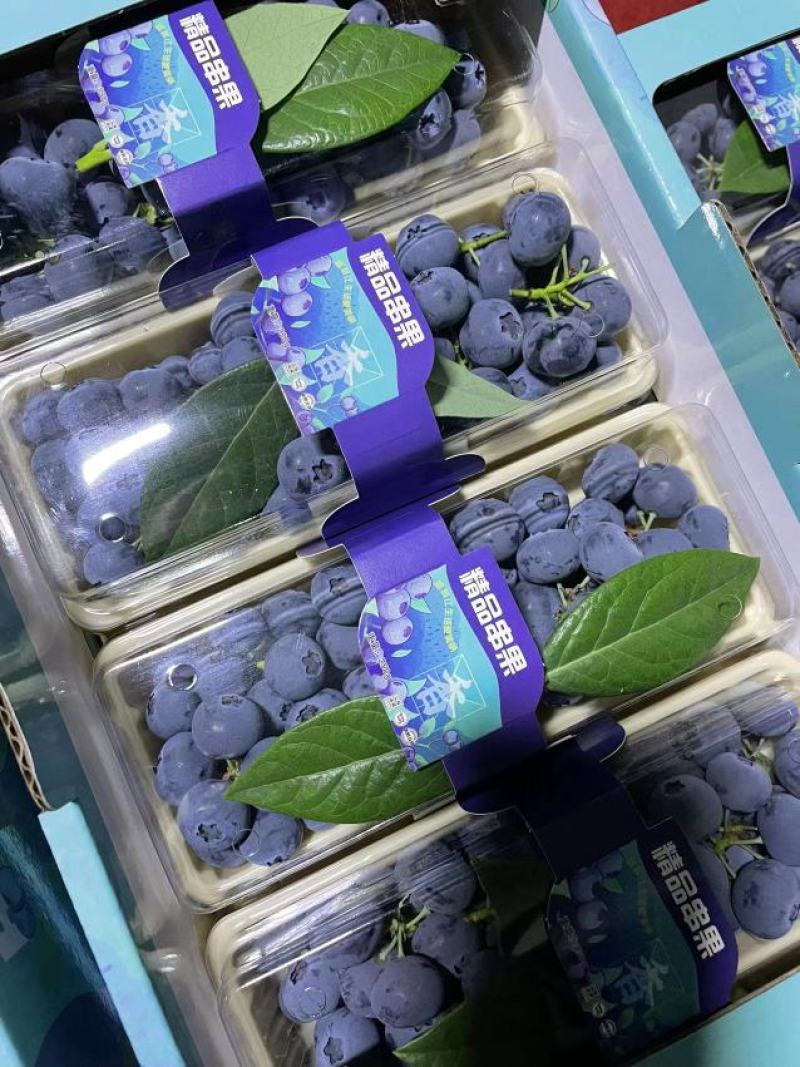 【品质优选】蓝莓莱克西蓝莓质量好品质高产地直发保证质量