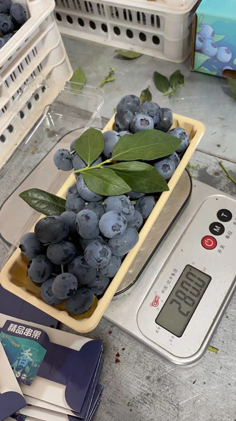 【品质优选】蓝莓莱克西蓝莓质量好品质高产地直发保证质量