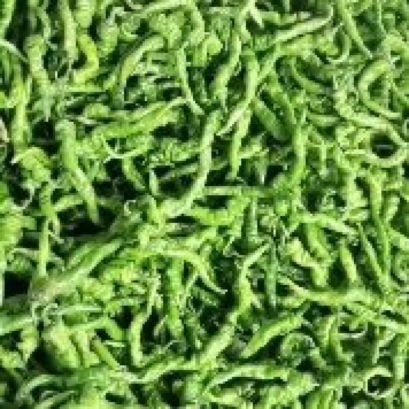 第一茬精品牛角椒刚上市，可通过平台支付发货！质量精品，