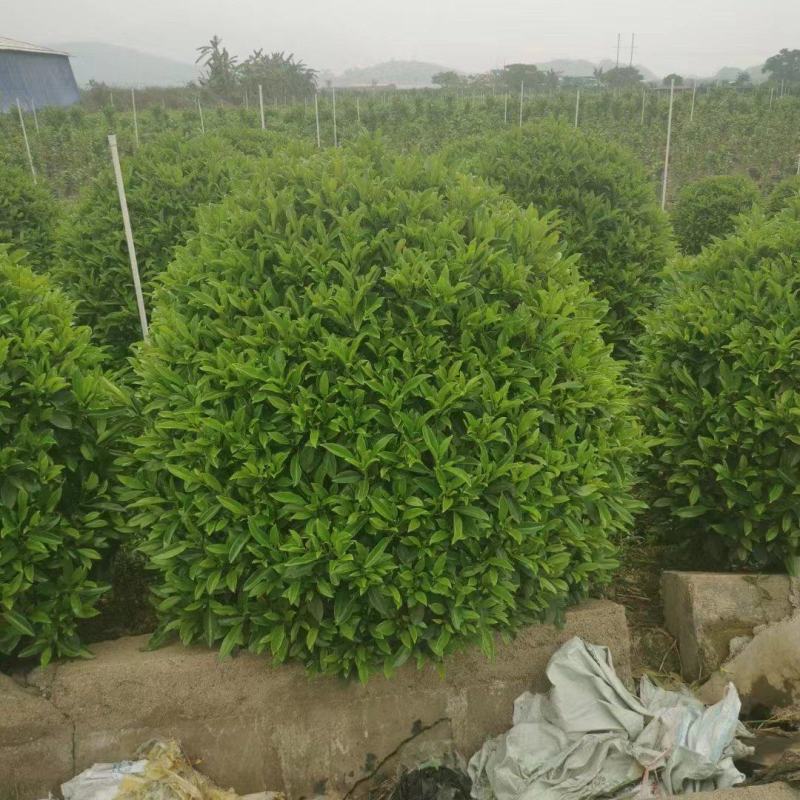 非洲茉莉球，基地批发，货真价实，质量如图