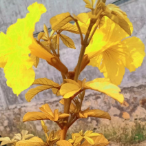 黄叶黄花风铃木新品种风铃木漳州种植基地现货苗农一手货源