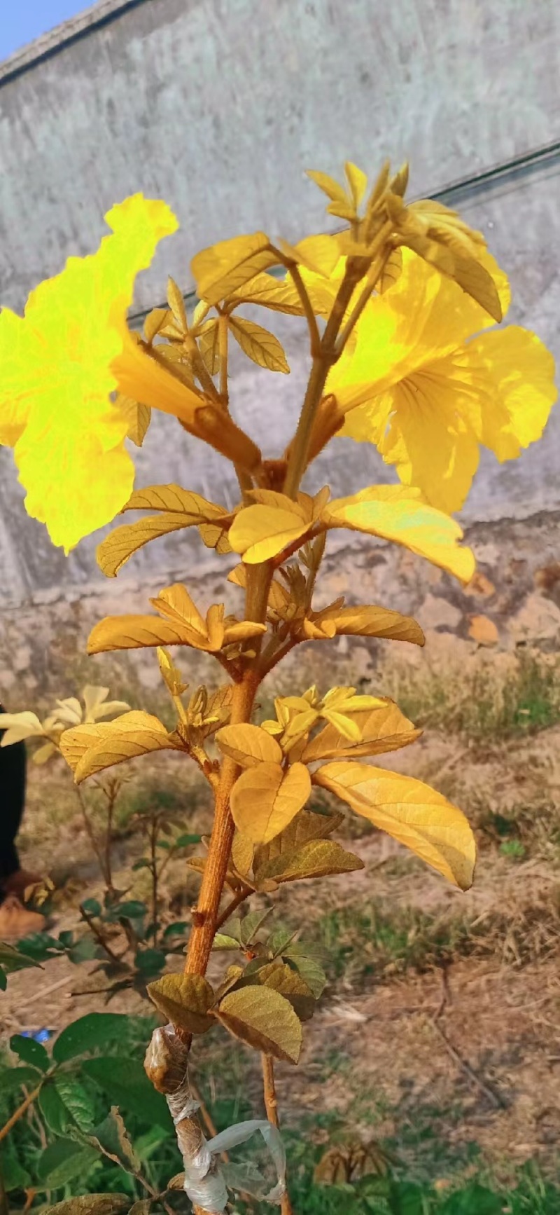 黄叶黄花风铃木新品种风铃木漳州种植基地现货苗农一手货源