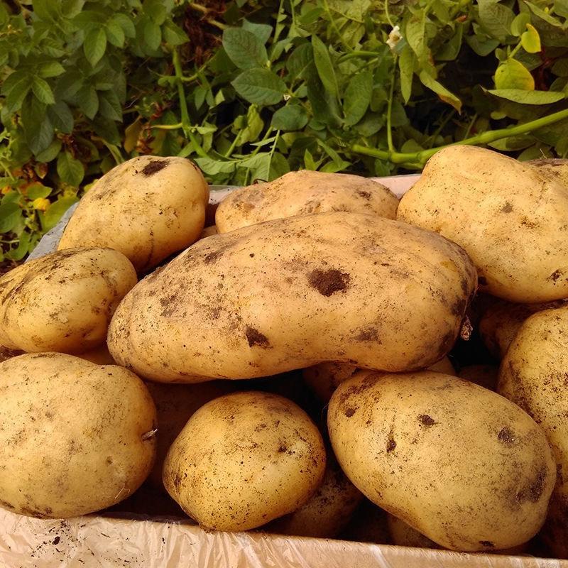 【土豆】精品荷兰十五土豆大量上市可供电商欢迎咨询