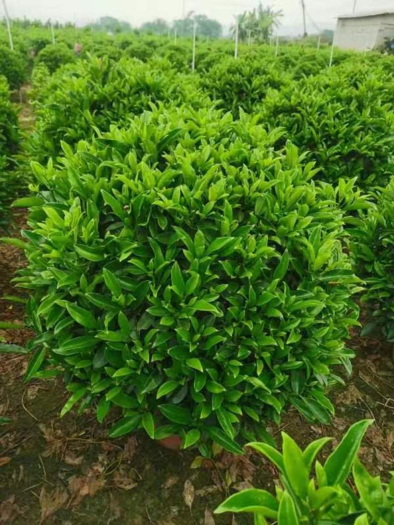 非洲茉莉球，基地批发，货真价实，质量如图