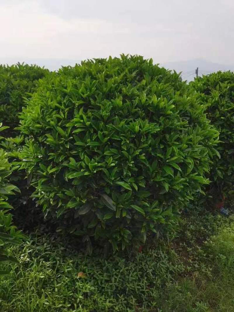 非洲茉莉球，基地批发，货真价实，质量如图