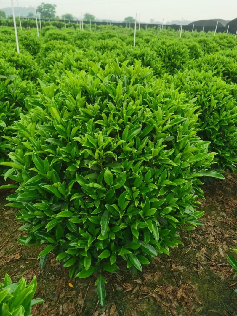 非洲茉莉球，基地批发，货真价实，质量如图
