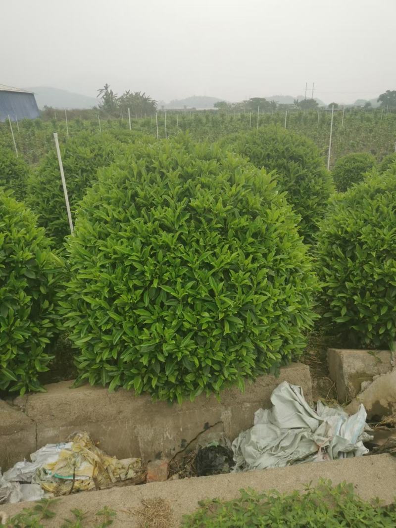 非洲茉莉球，基地批发，货真价实，质量如图