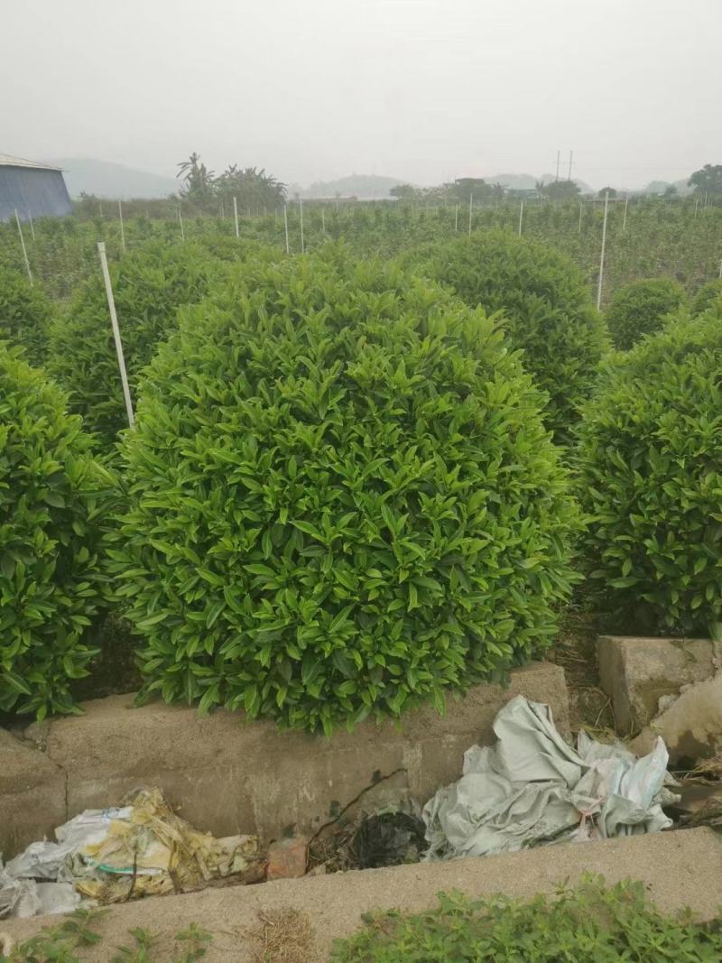 非洲茉莉球，基地批发，货真价实，质量如图
