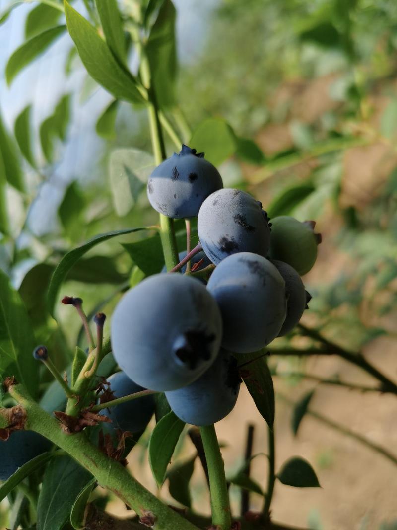 超甜精品蓝莓开始上市了