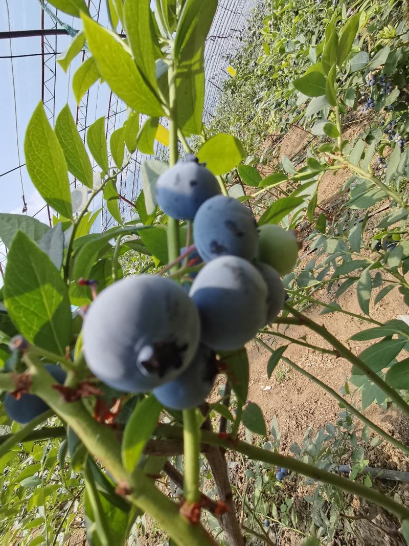 超甜精品蓝莓开始上市了