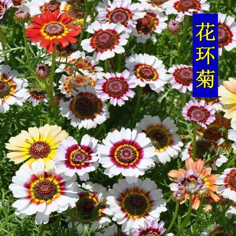 花环菊种子四季观赏易种易活耐寒庭院观赏