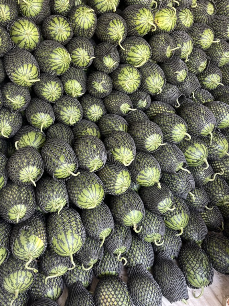 【早春红玉西瓜】小糖丸西瓜🍉皮薄红壤2k手撕瓜无籽西瓜