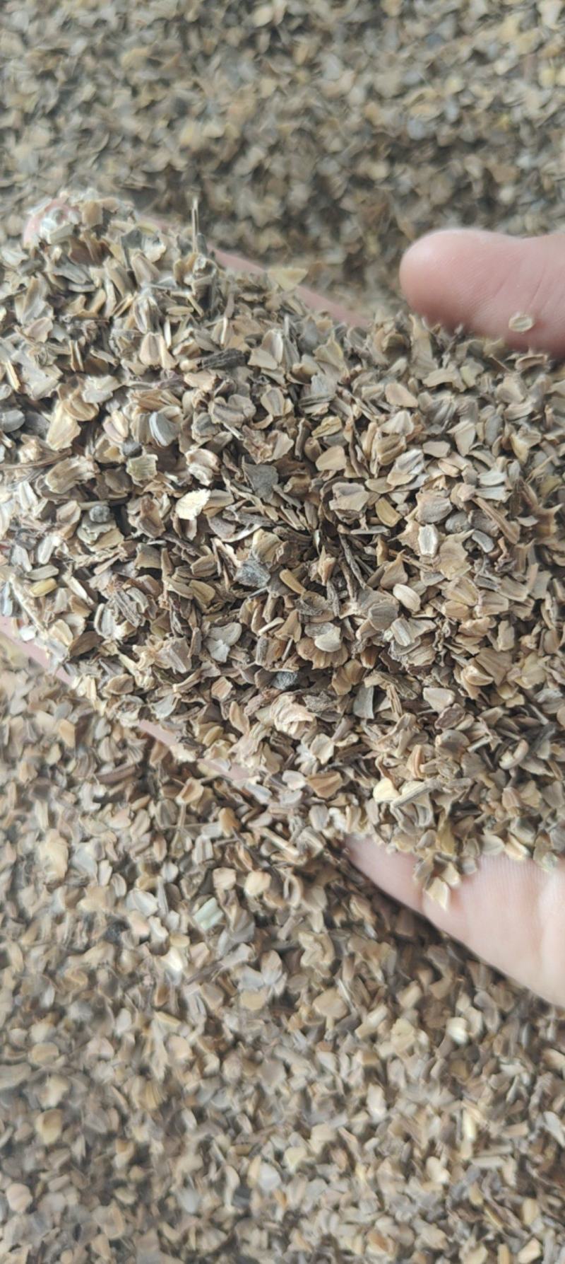 花环菊种子四季观赏易种易活耐寒庭院观赏