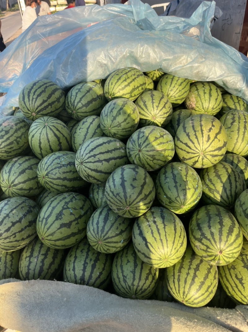 【早春红玉西瓜】小糖丸西瓜🍉皮薄红壤2k手撕瓜无籽西瓜