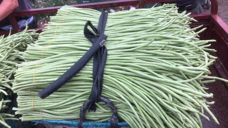 新鲜豆角，货量充足，品质保证欢迎全国各地老板合作