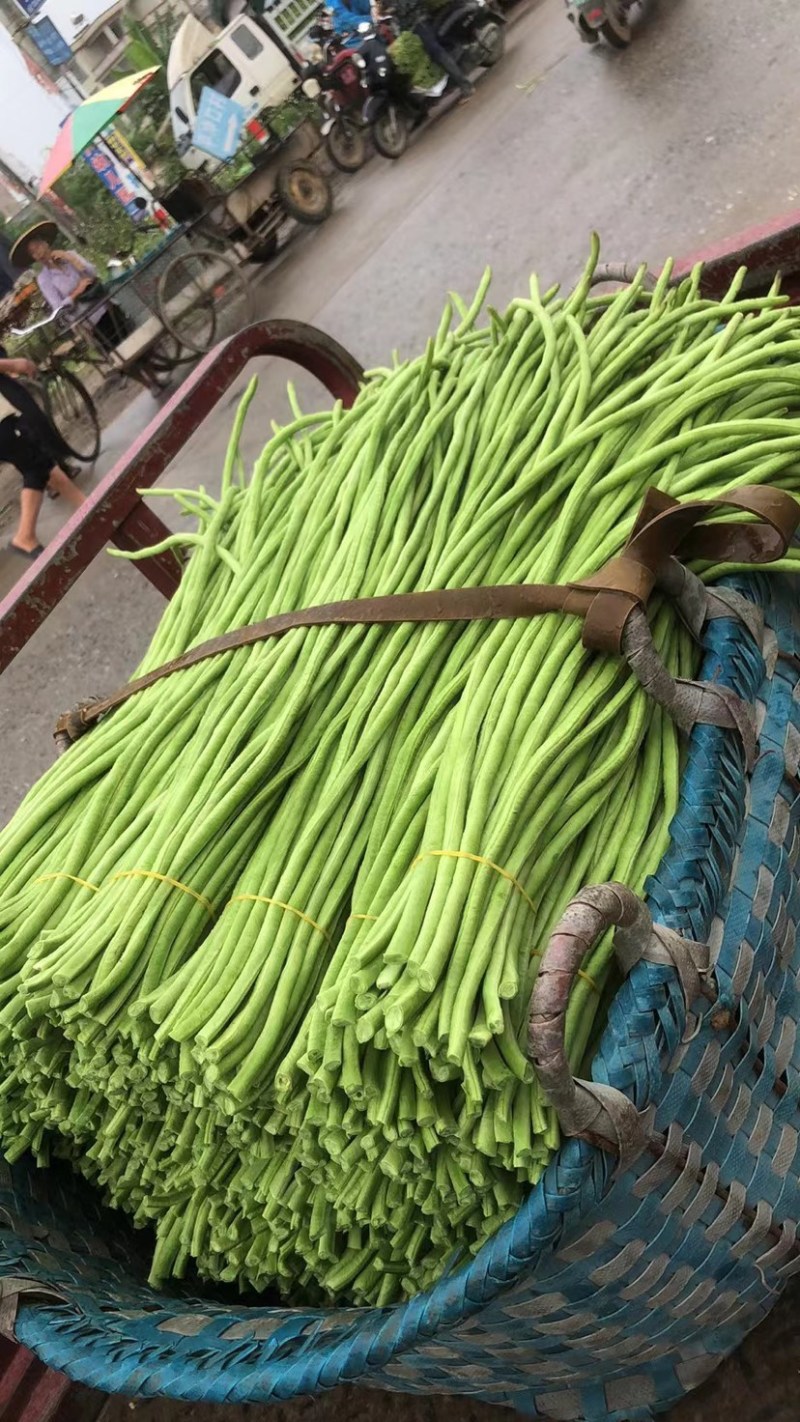 新鲜豆角，货量充足，品质保证欢迎全国各地老板合作