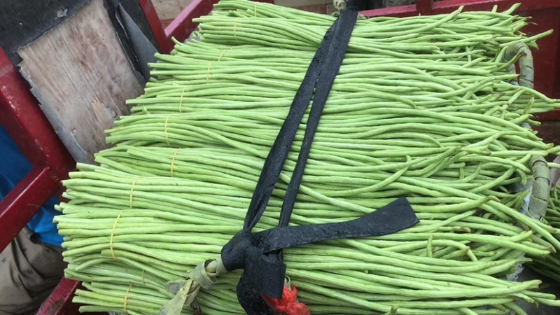 新鲜豆角，货量充足，品质保证欢迎全国各地老板合作