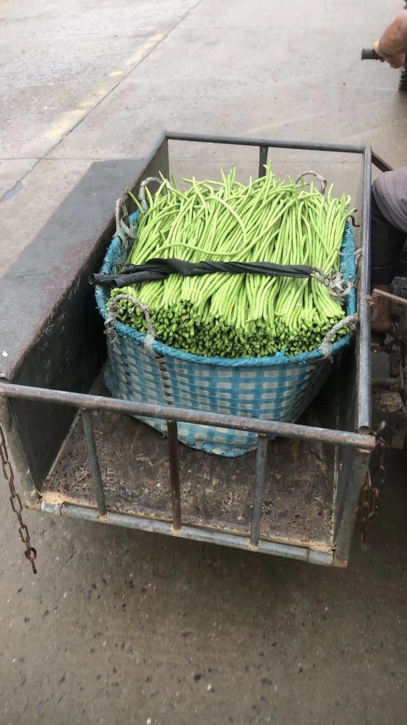 新鲜豆角，货量充足，品质保证欢迎全国各地老板合作