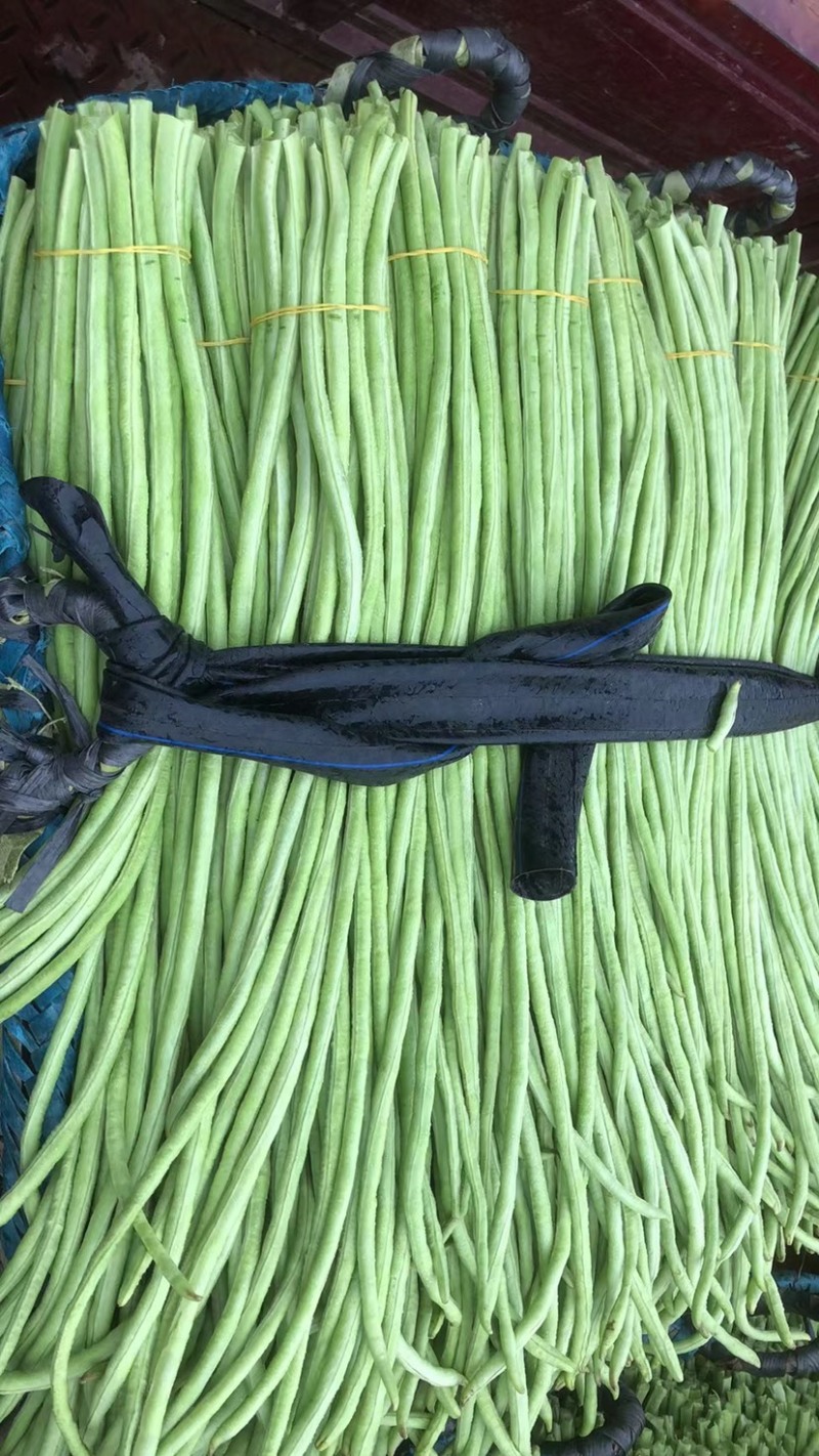 新鲜豆角，货量充足，品质保证欢迎全国各地老板合作