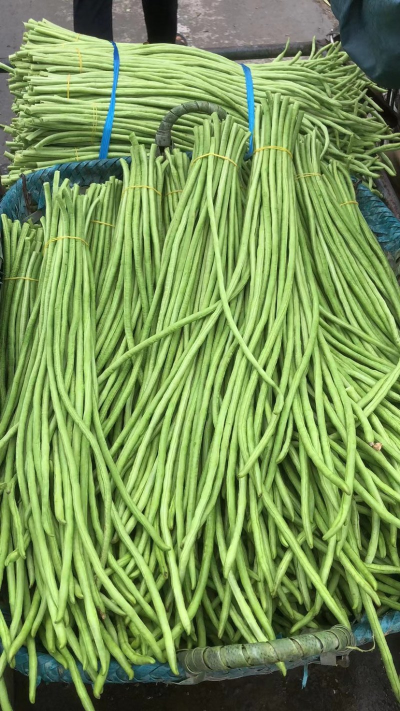 新鲜豆角，货量充足，品质保证欢迎全国各地老板合作