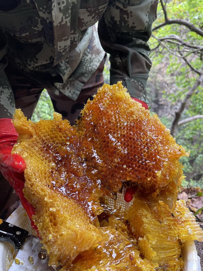 野生悬崖蜂蜜喜马拉雅大排蜂无法人工养殖