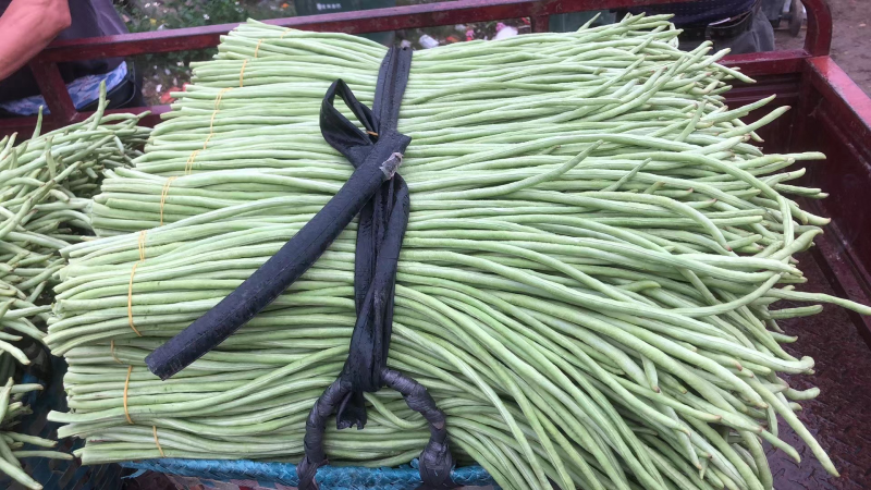 新鲜豆角，货量充足，品质保证欢迎全国各地老板合作