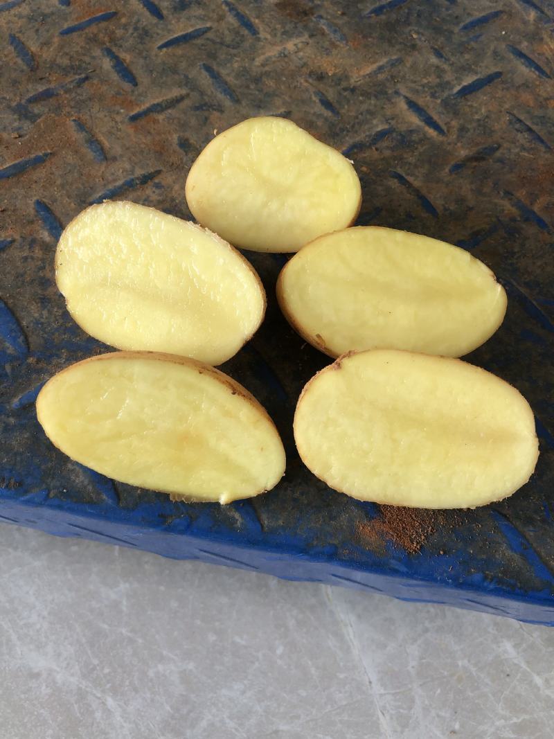 2023新上黄皮黄心土豆！地里新鲜现采挖！品质优。