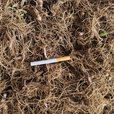 重楼七叶一枝花野生块茎