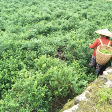 张家界莓茶