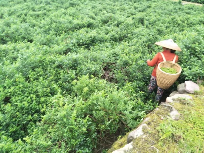 张家界莓茶