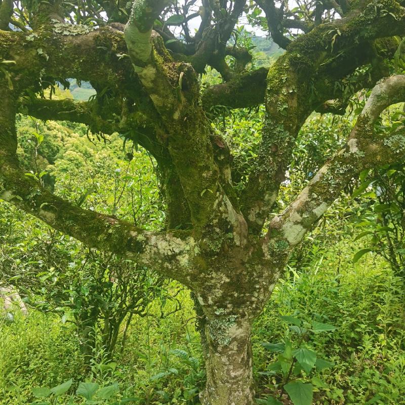 普洱墨江景星凤凰古树生态茶，