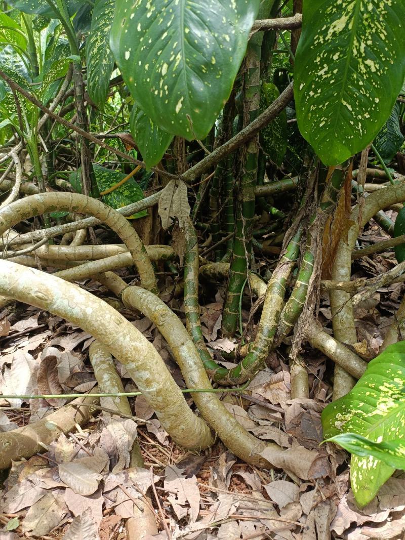 大量万年青杆批发