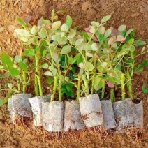 云南玫瑰杯苗盆栽花卉种苗带土发货四季开花室内室外易种易活