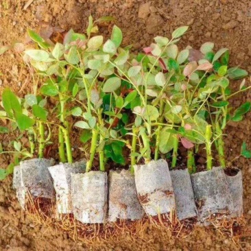 云南玫瑰杯苗盆栽花卉种苗带土发货四季开花室内室外易种易活