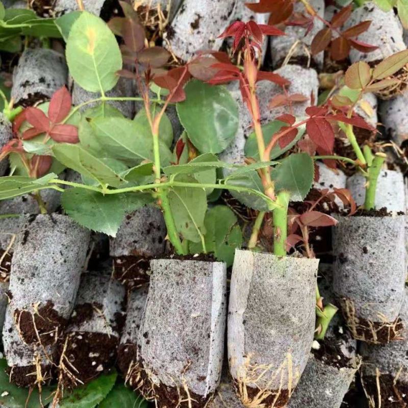 云南玫瑰杯苗盆栽花卉种苗带土发货四季开花室内室外易种易活