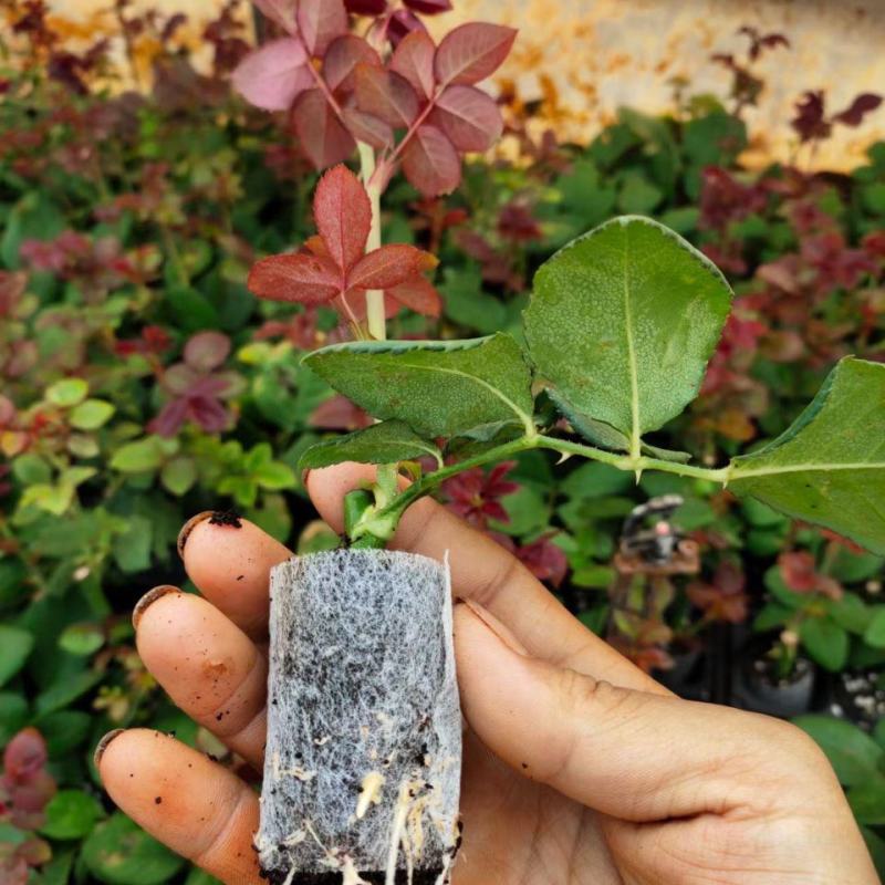 云南玫瑰杯苗盆栽花卉种苗带土发货四季开花室内室外易种易活