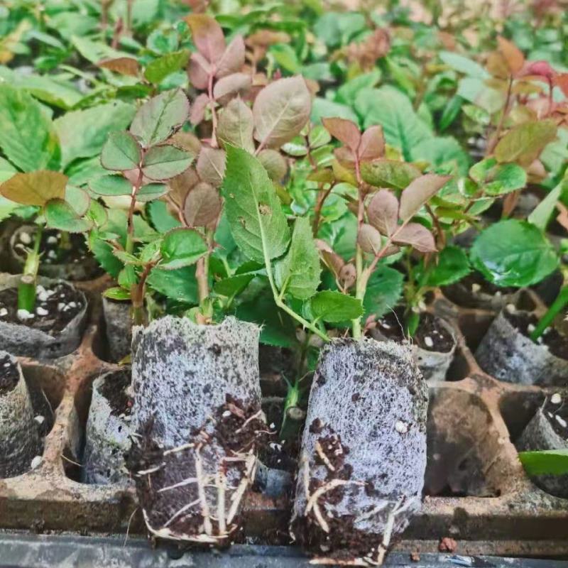 云南玫瑰杯苗盆栽花卉种苗带土发货四季开花室内室外易种易活