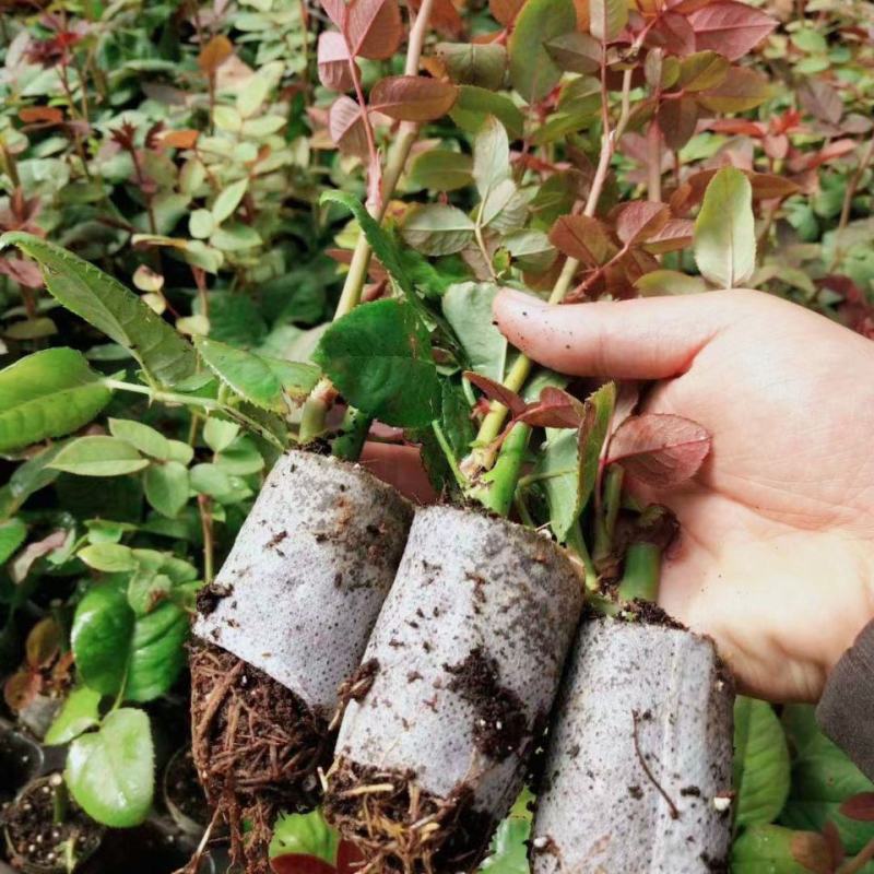 云南玫瑰杯苗盆栽花卉种苗带土发货四季开花室内室外易种易活