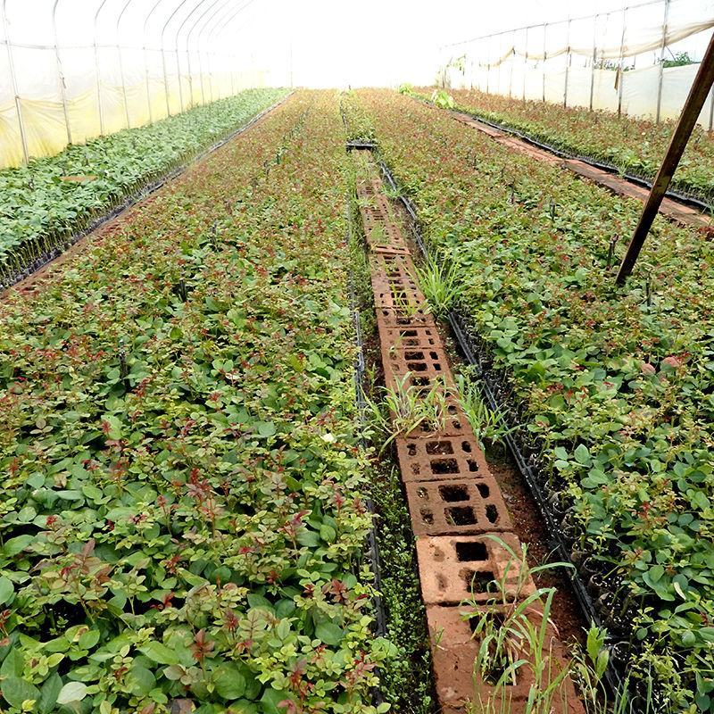 云南玫瑰杯苗盆栽花卉种苗带土发货四季开花室内室外易种易活