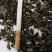精选木耳碎，药厂，馅料专用，规格齐全，东北黑木耳碎