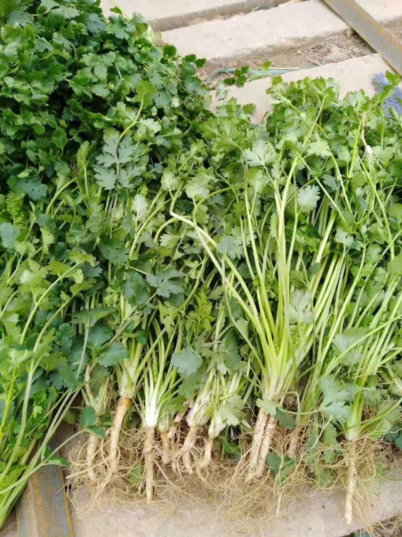 【免费存冷库】铁杆青中叶香菜大地块存库25一28里米