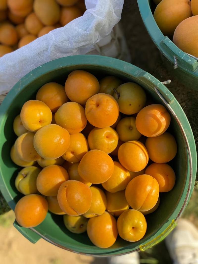 金太阳杏，丰原红杏，各种水果，产地直发，走货快，耐运输